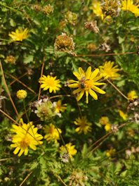 Close-up of a vibrant wildflower garden buzzing with bees and butterflies.