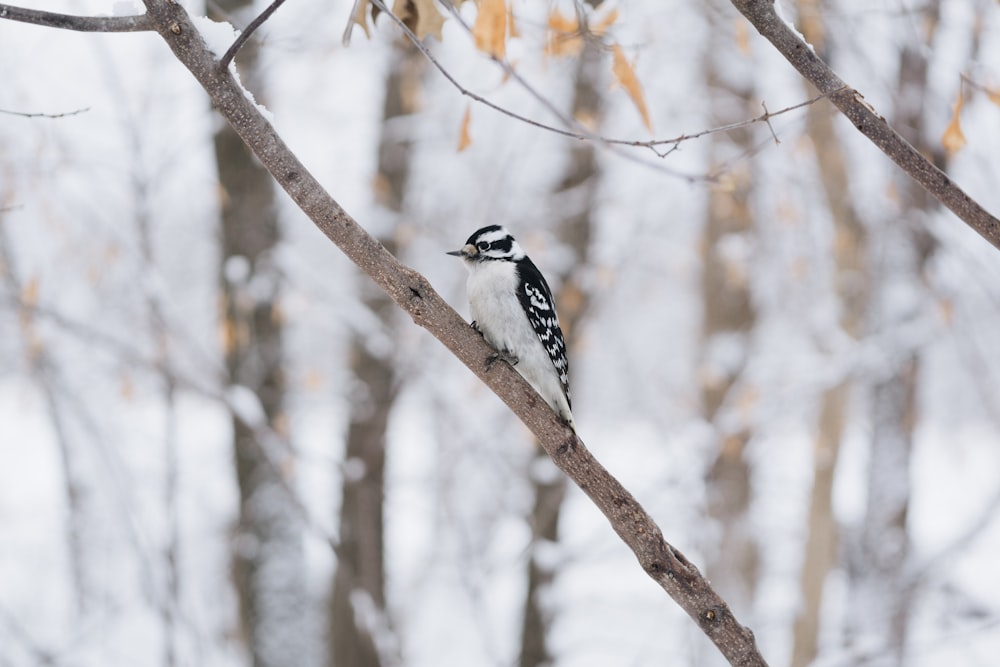 white bird fetch of tree