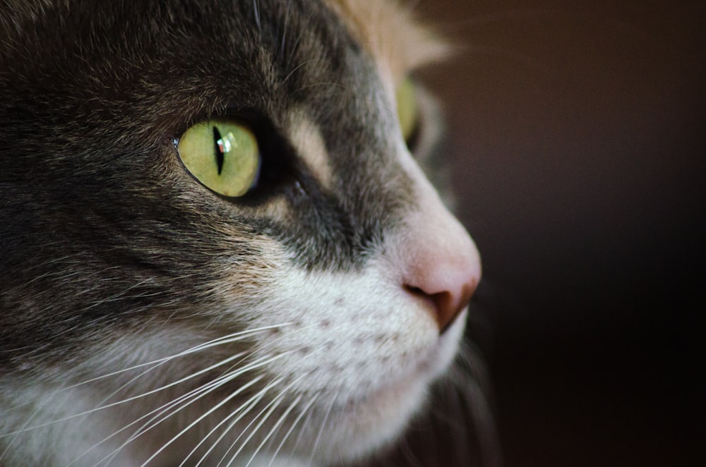 short-fur white and black cat close-up photography