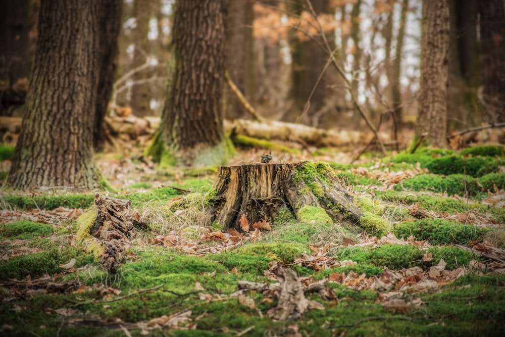 brown wood stump on grass