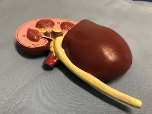 A detailed anatomical model of a kidney is placed on a light blue fabric surface. The model shows the internal structures including the renal cortex and other features highlighted in red and yellow. The model includes a ureter extending from the kidney.