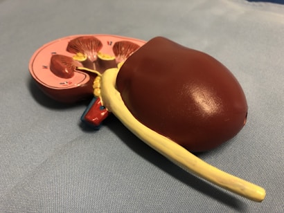 A detailed anatomical model of a kidney is placed on a light blue fabric surface. The model shows the internal structures including the renal cortex and other features highlighted in red and yellow. The model includes a ureter extending from the kidney.