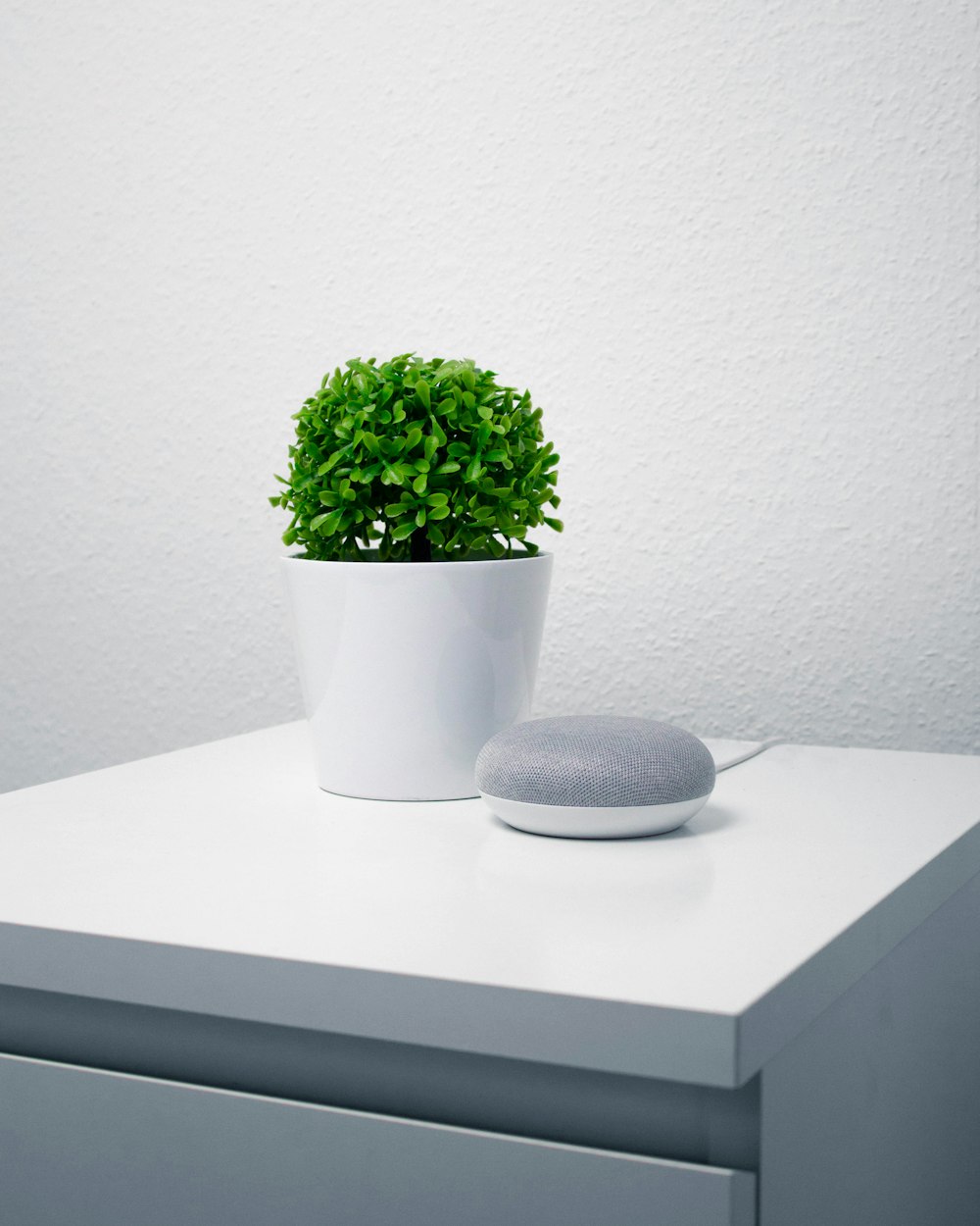 green leafy plant in white vase