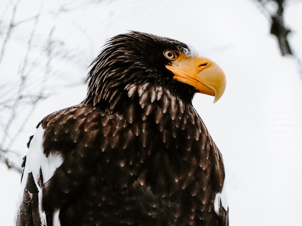 close-up photography of eagle