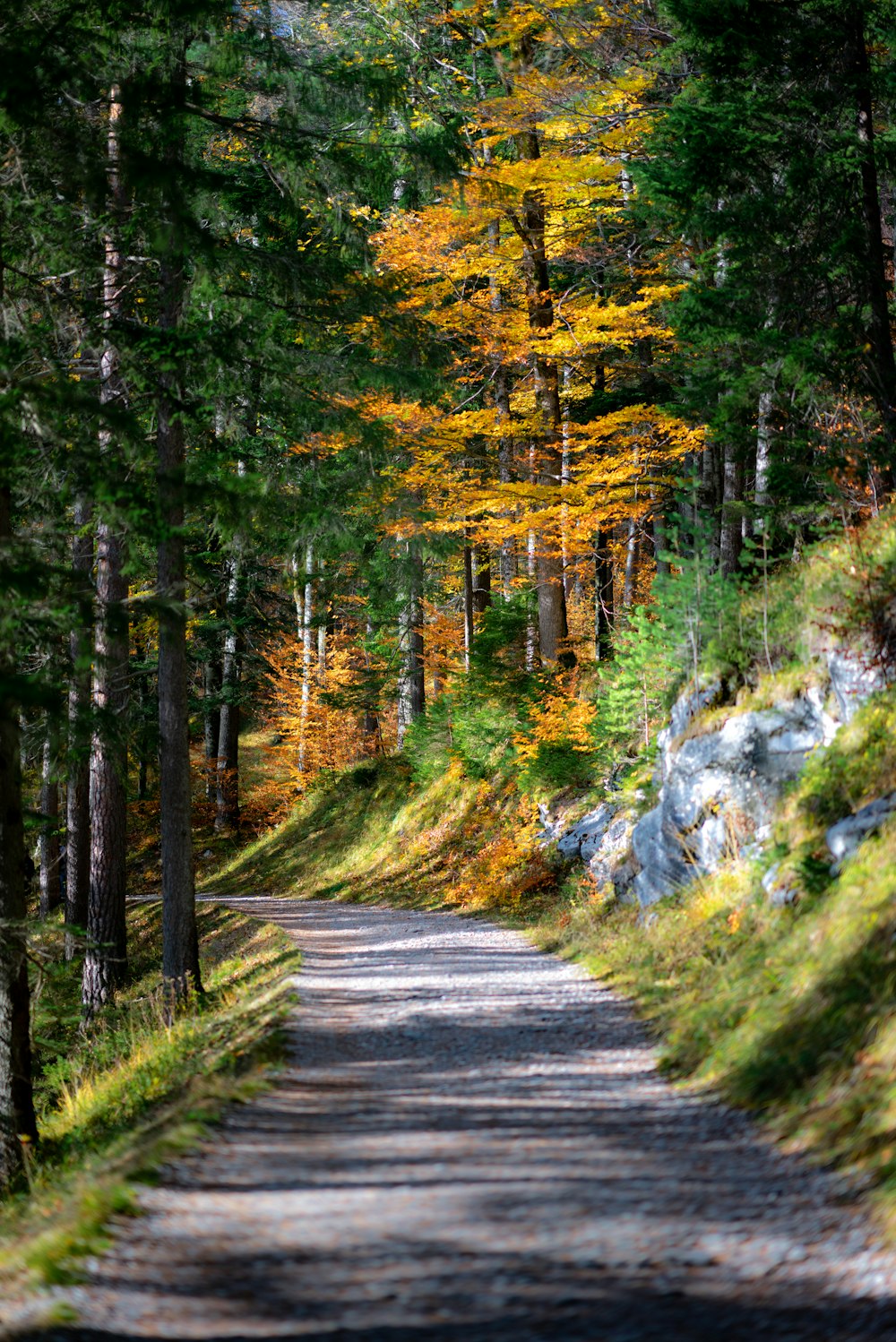 dirt road between trees