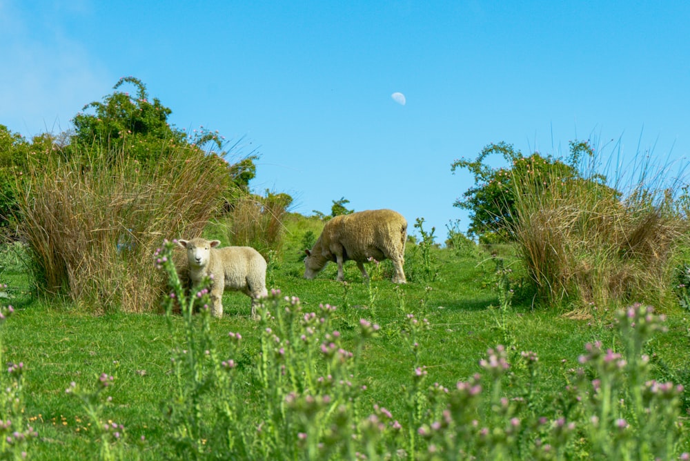 two brown animals on pasture during daytime