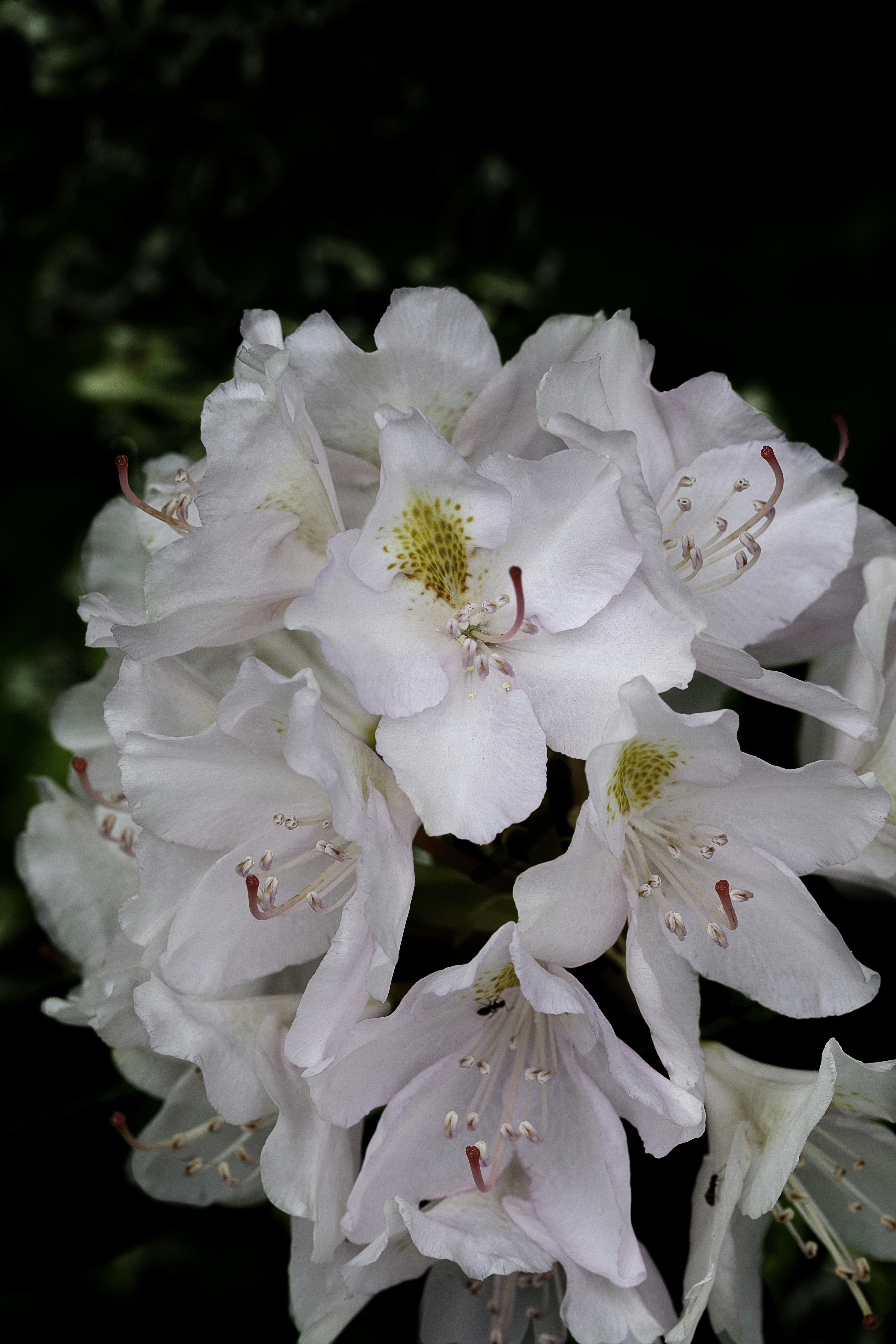 Photo by ronwhitaker