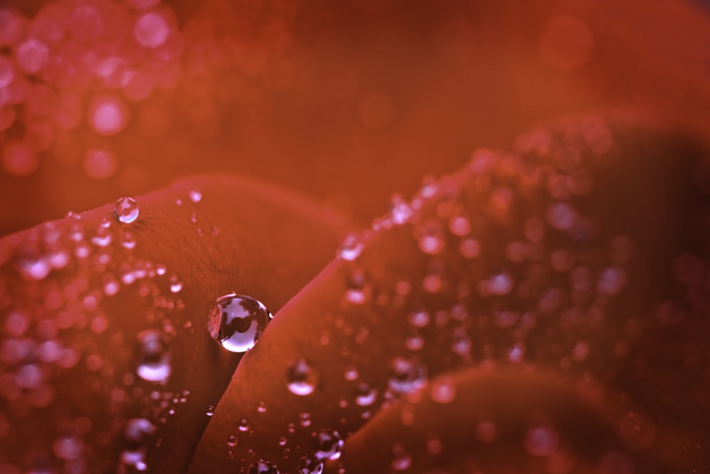 macro photography of water droplets