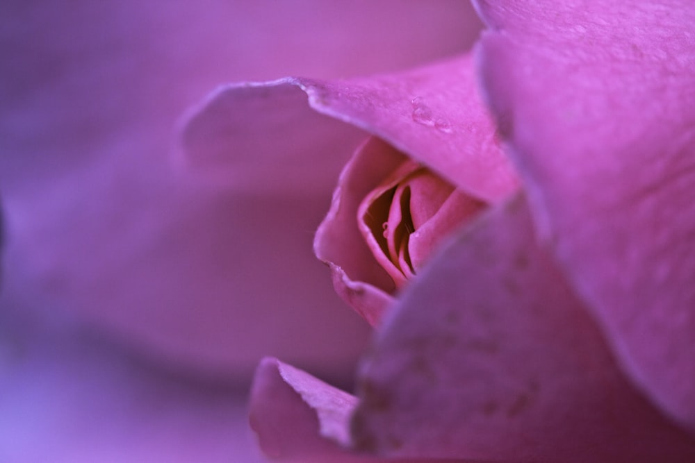 pink-petaled flower