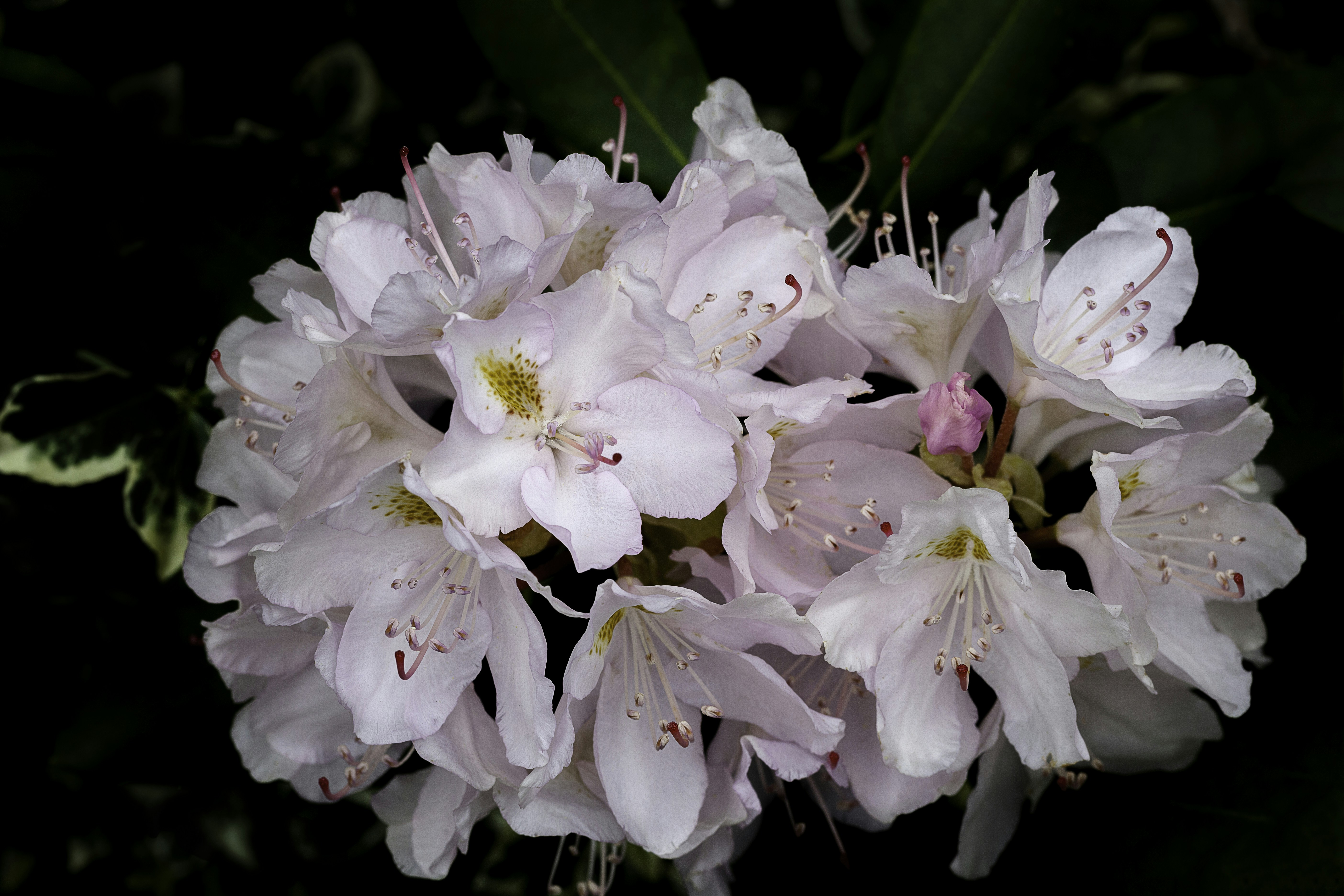 Photo by ronwhitaker