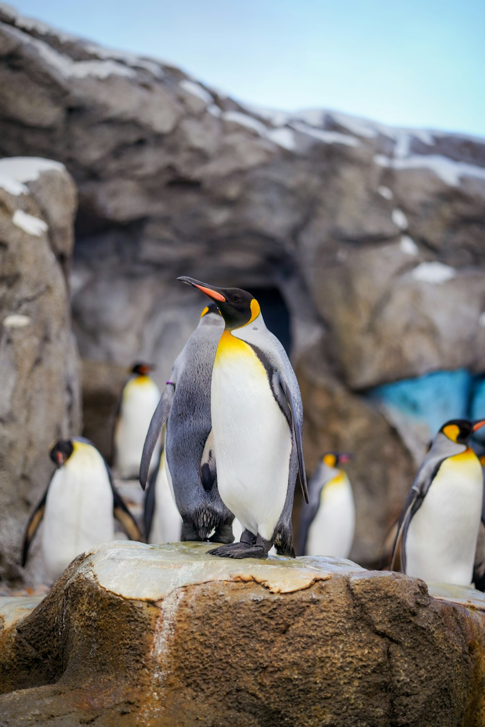 Fotografía de primer plano de pingüinos