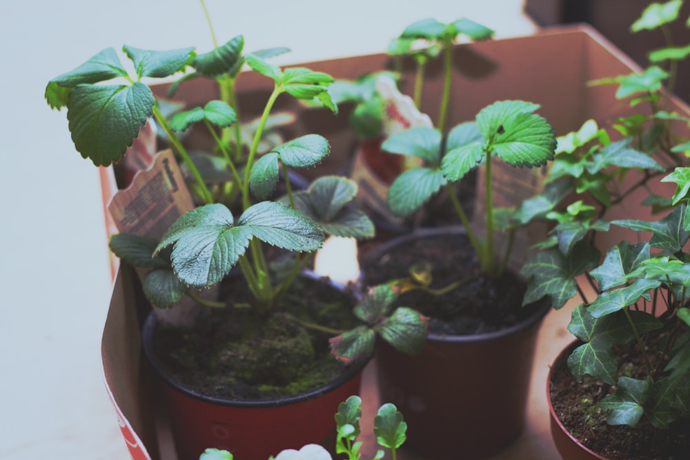 green leafed plants