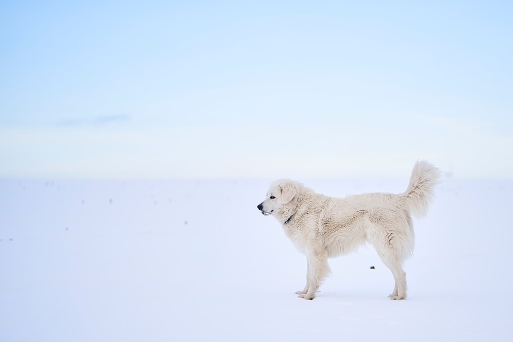 white dog during daytime