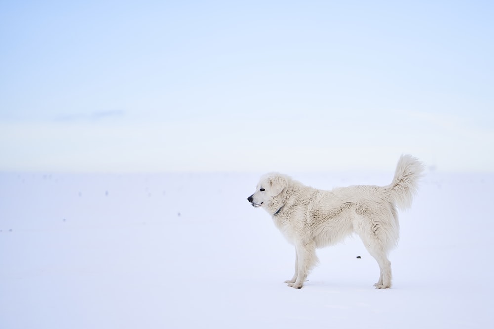 chien blanc pendant la journée