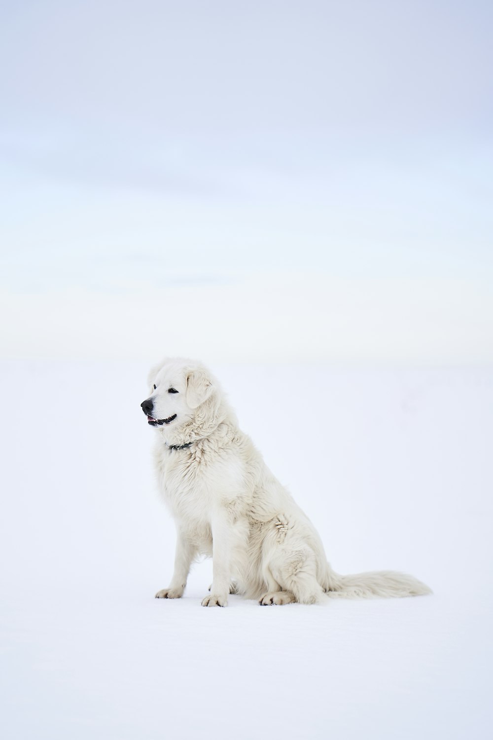weißer Hund mit langem Fell sitzt auf Schnee