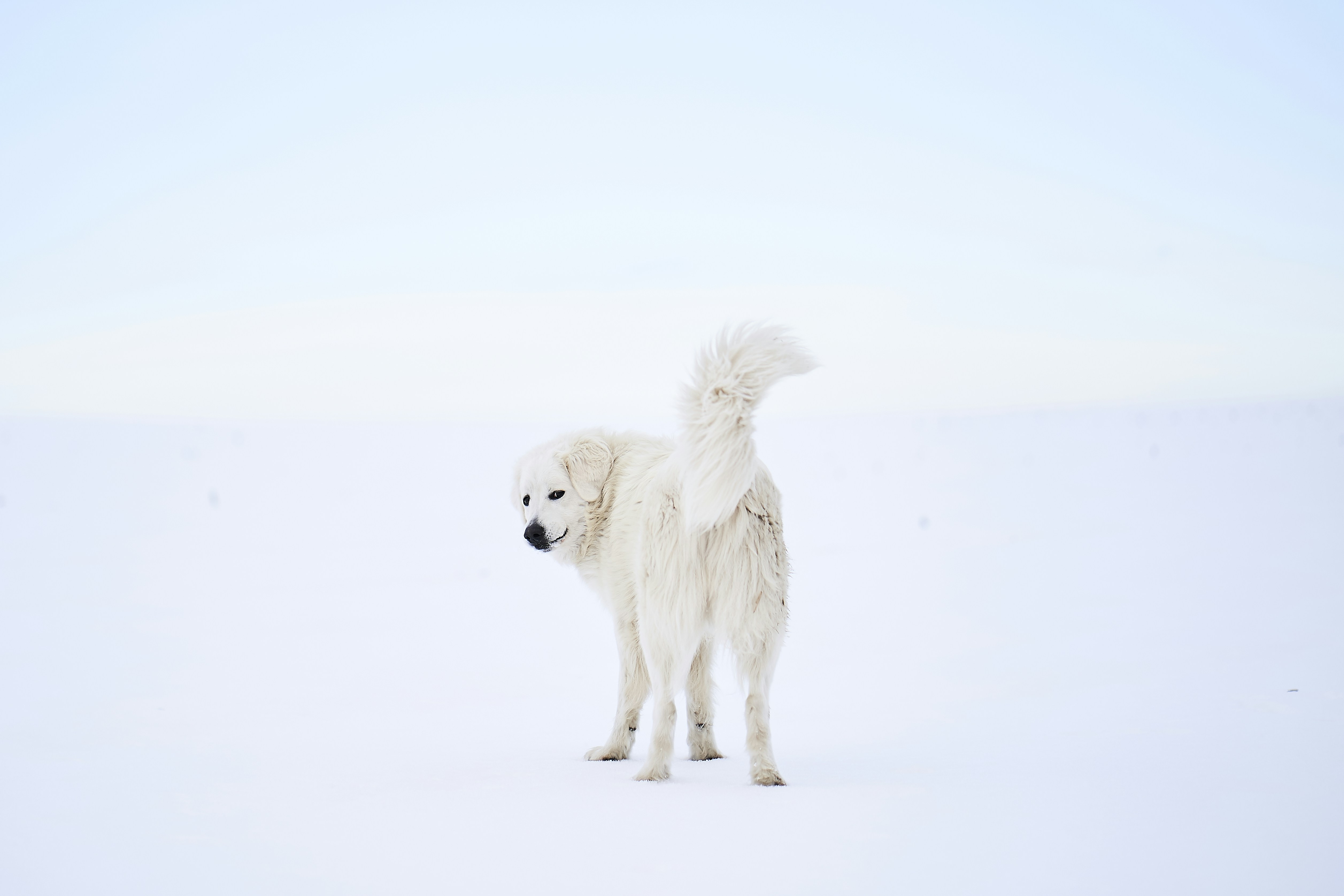 standing long-fur white dog