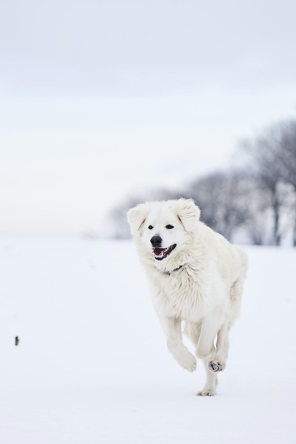 white dog running on snowfield during daytime