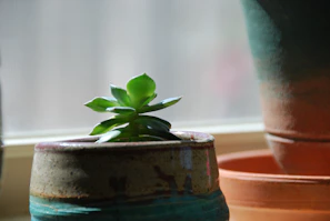 A matte ceramic planter holding a vibrant green pothos trailing gently over a windowsill bathed in soft morning light.