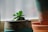 Close-up of a sleek, modern plant pot on a sunny windowsill with a thriving green plant.