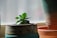 Close-up of a vibrant green succulent thriving in a breathable ceramic pot on a sunny windowsill.