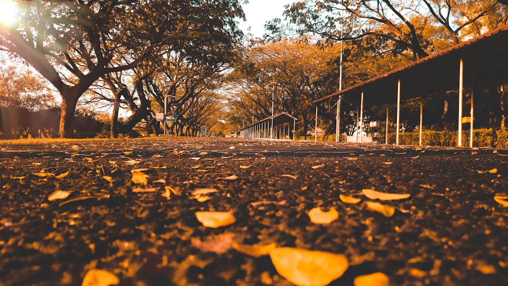 low-angle photography of leaves on street during daytime