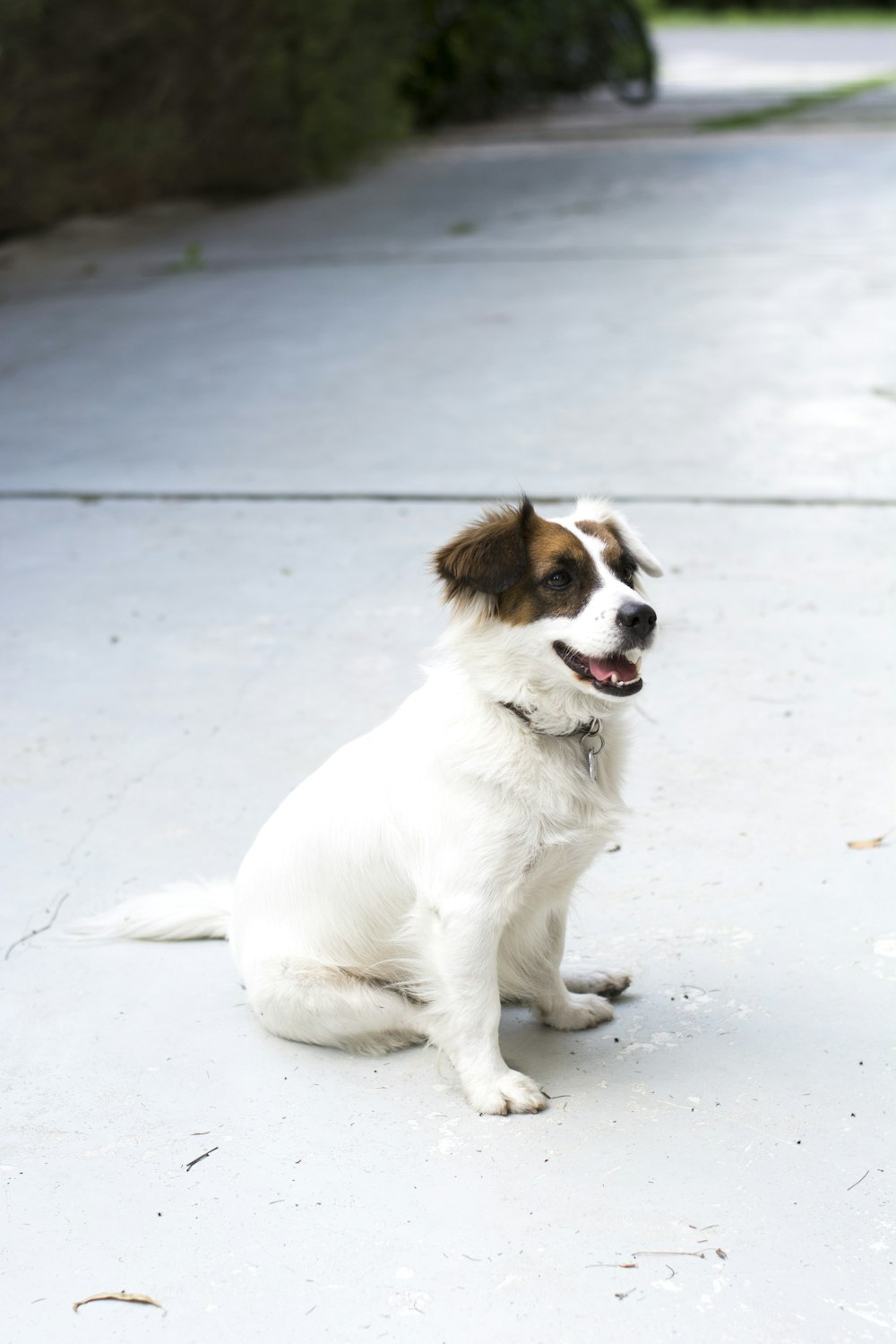 white and brown short coat small dog sits on road