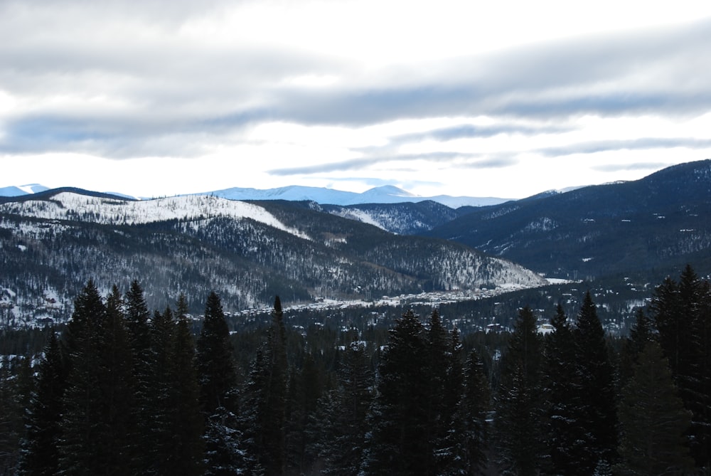 pins à travers les montagnes blanches pendant la journée