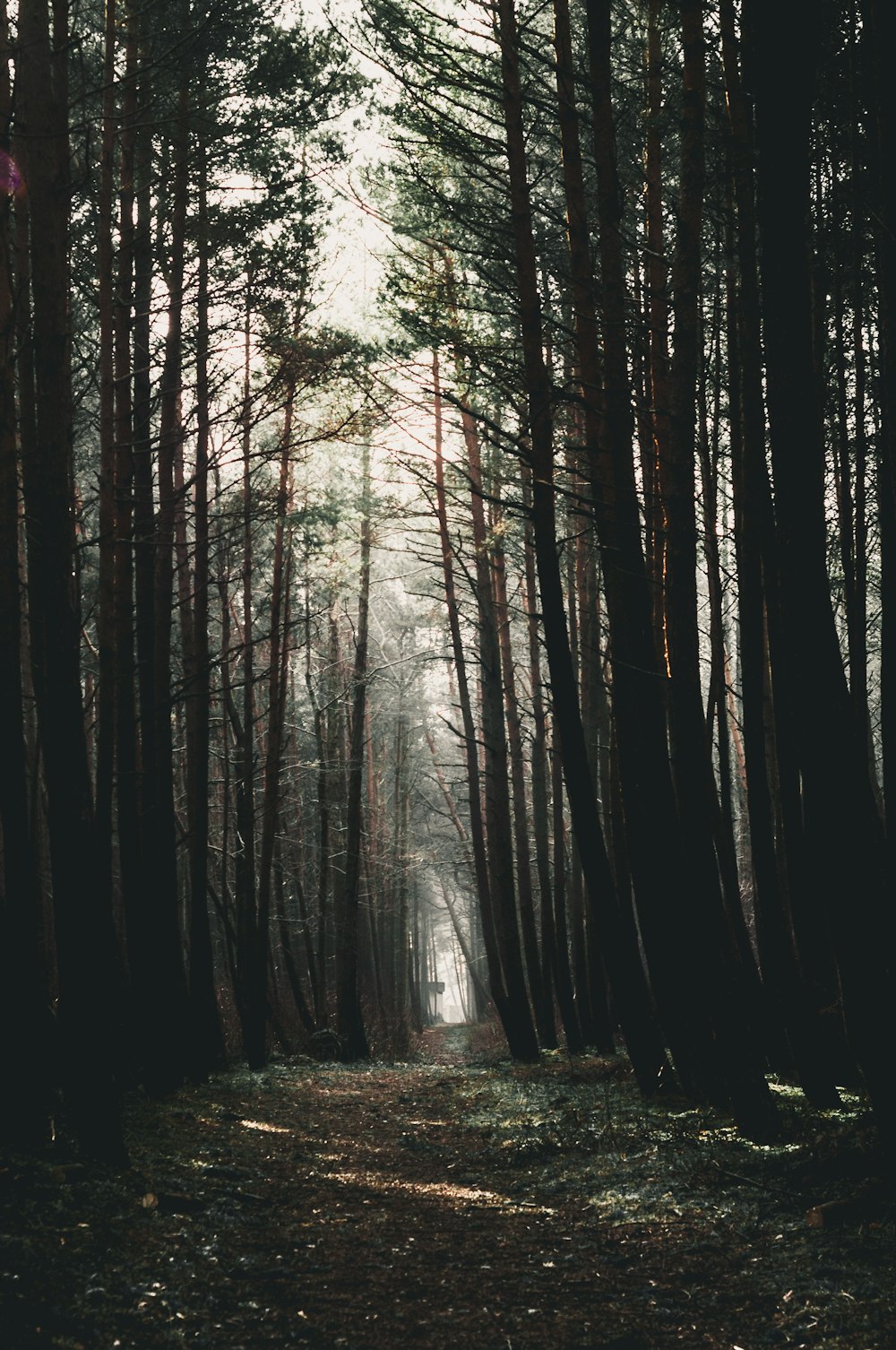 forest during daytime