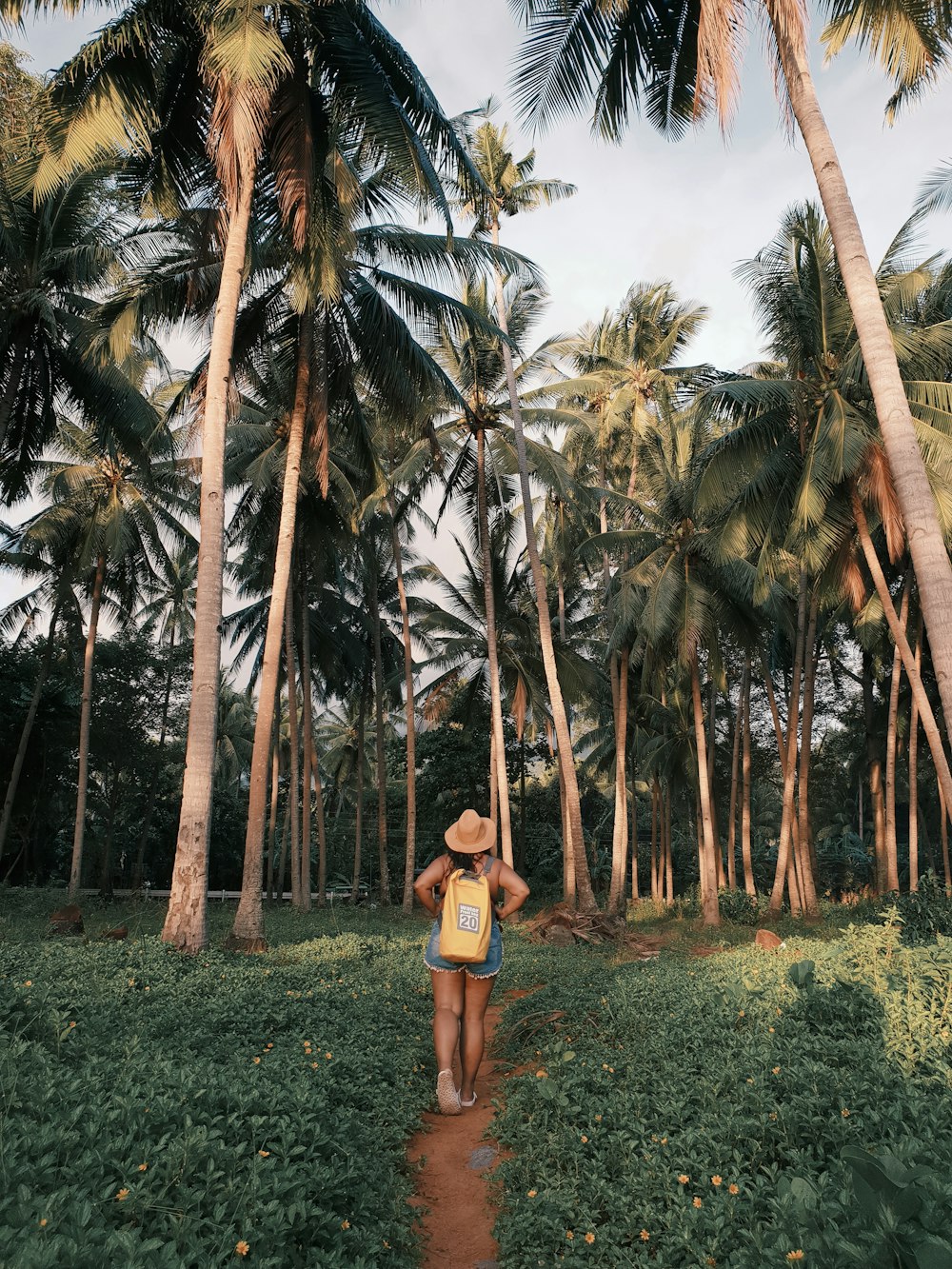 person walking in field near tall palm trees