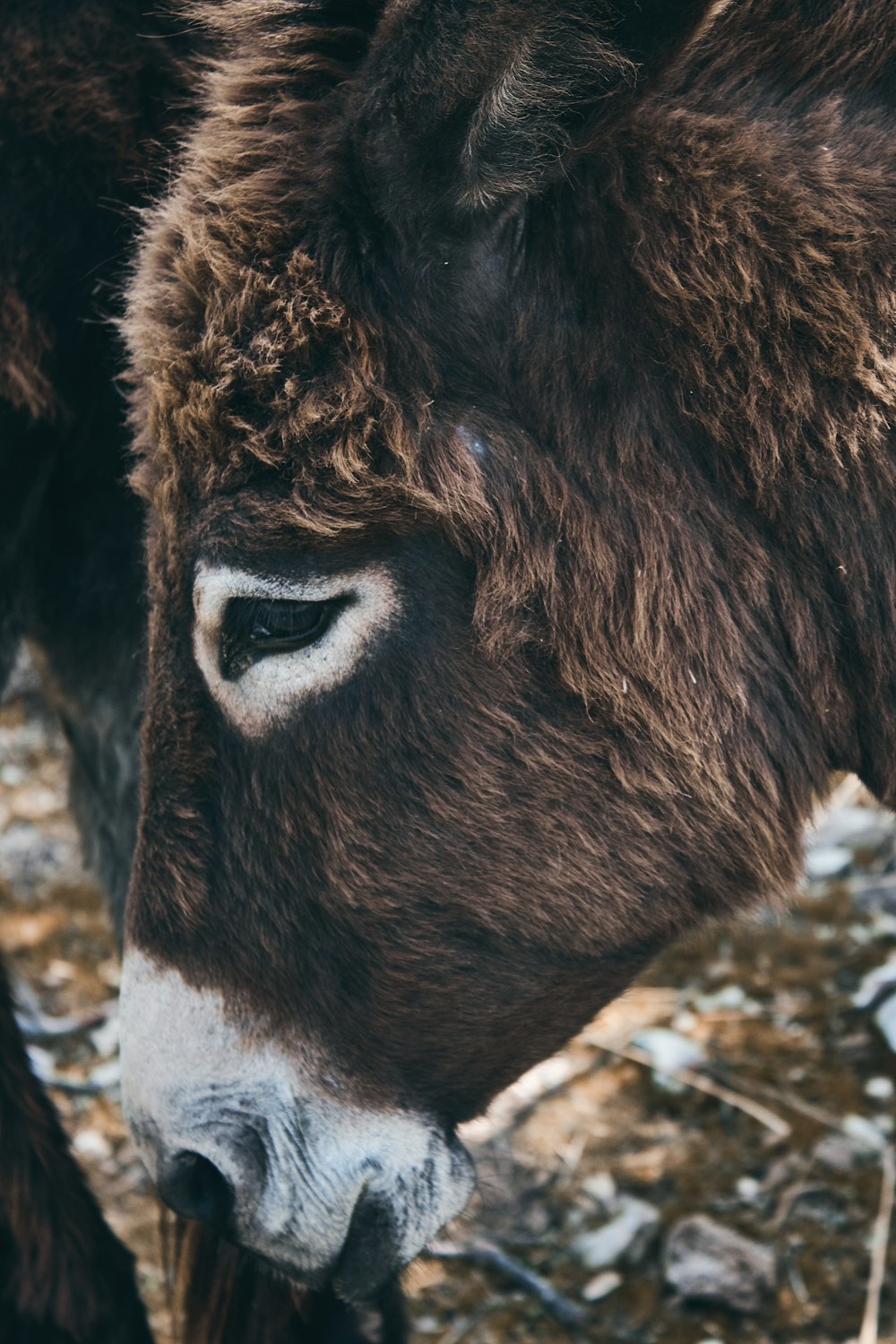 brown donkey