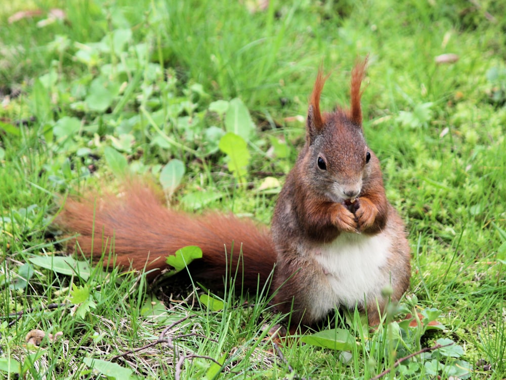 red squirrel holding nut