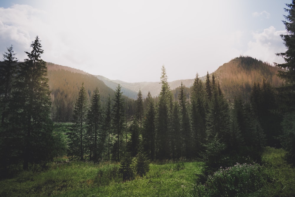 green trees