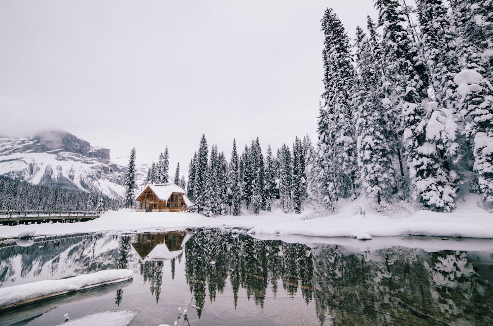 green pine tree and lake