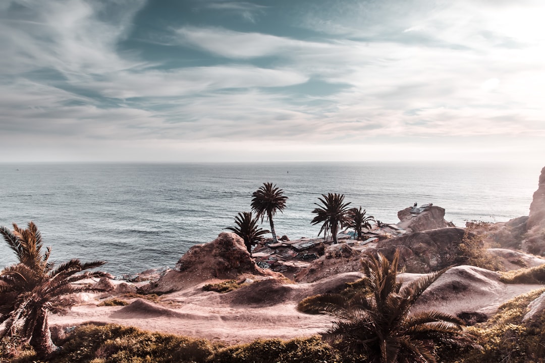 coconut trees near stone formation during daytime