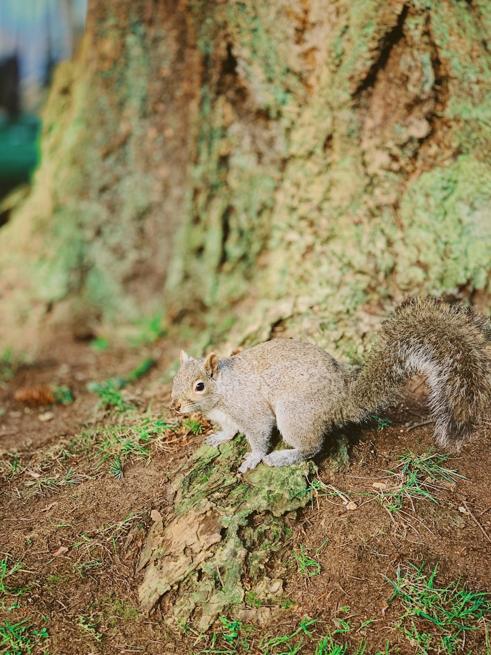 gray and brown squirrel