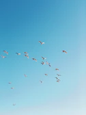 Hands releasing a flock of birds into a clear blue sky as a metaphor for discipline leading to liberation.