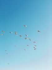 Hands gently releasing a flock of birds into a clear blue sky, representing letting go.