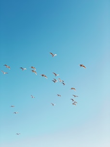 Hands gently releasing a flock of birds into a clear blue sky, representing letting go.
