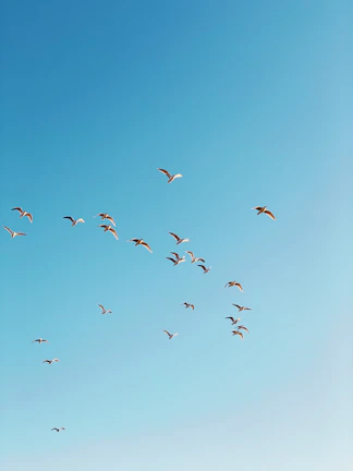 Hands releasing a flock of birds into a clear blue sky as a metaphor for discipline leading to liberation.
