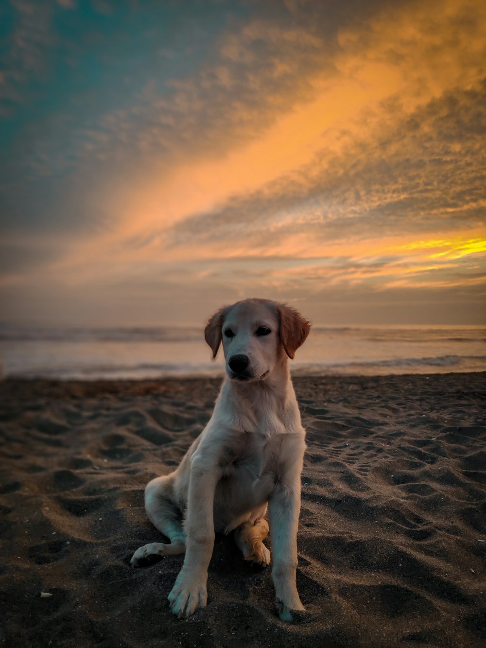 short-coated tan dog sitting on seashore