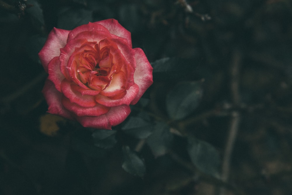 pink rose flower