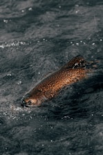 selective focus photography of brown fish