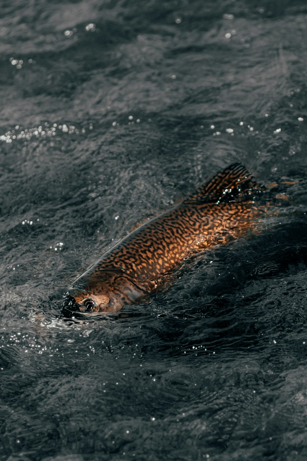 갈색 물고기의 선택적 초점 사진