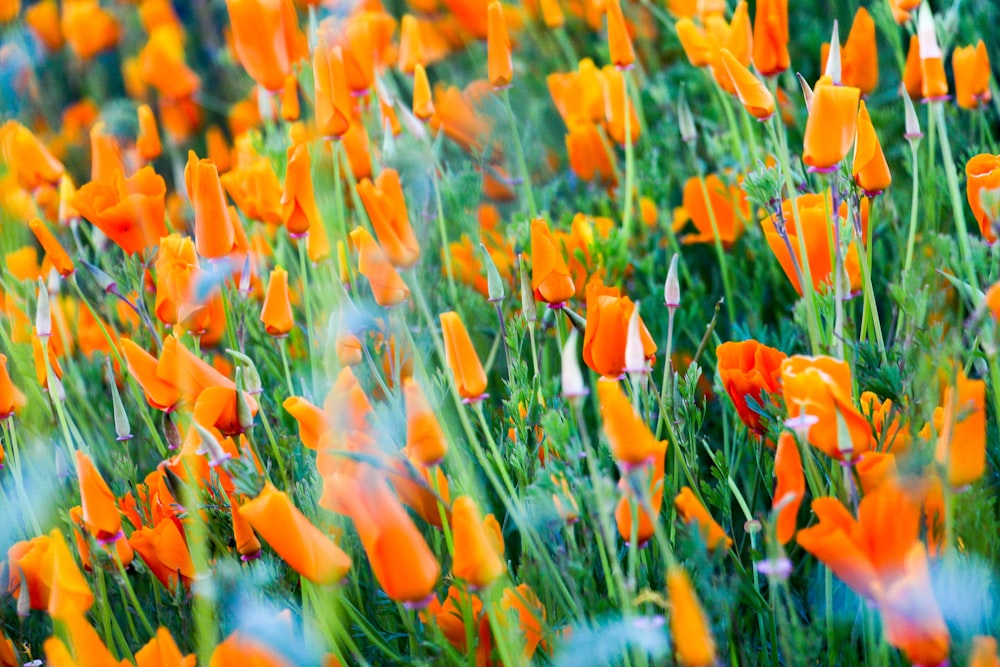 orange flower field