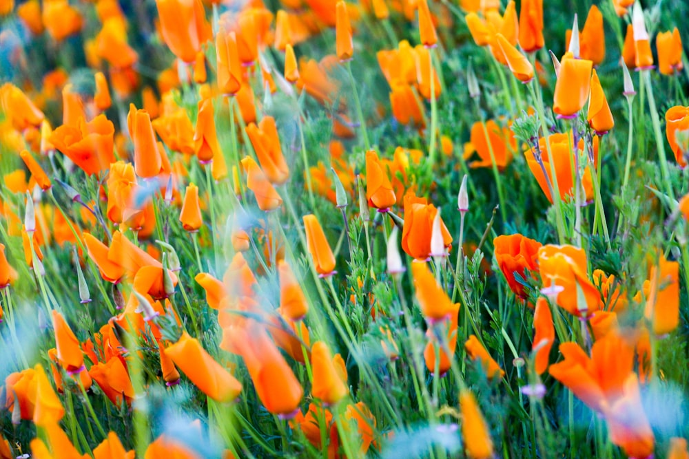 Campo de flores de naranjo