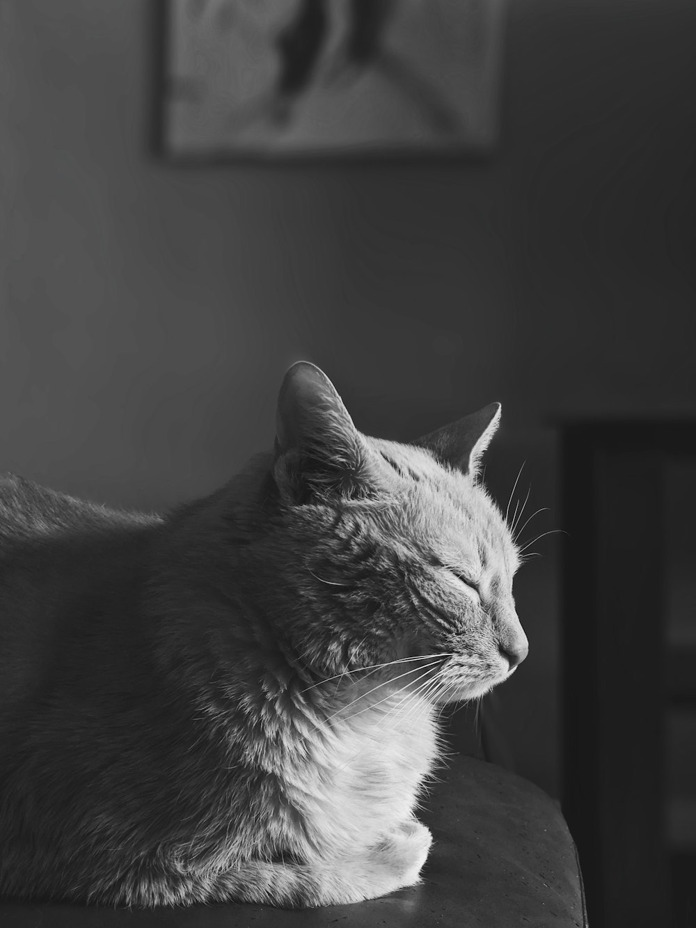 grayscale photography of cat