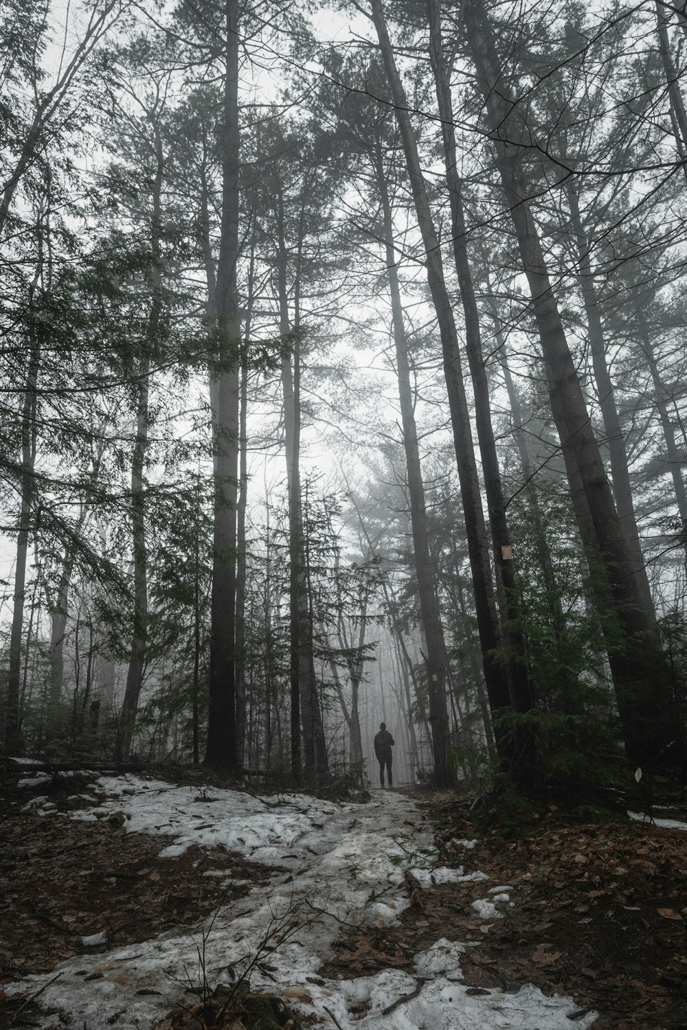 man in a forest