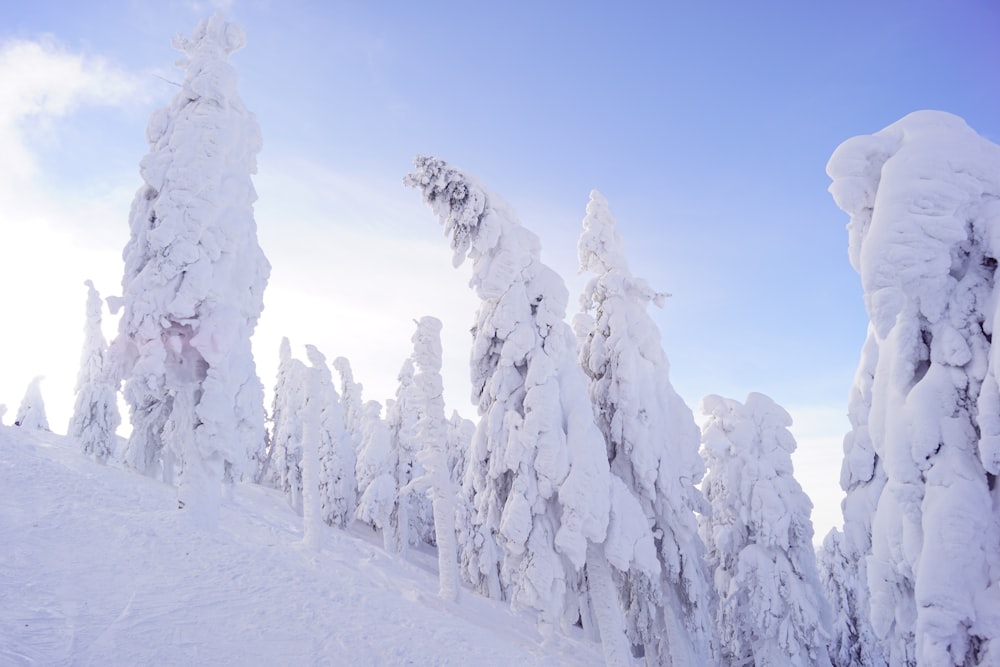 frozen trees on snowy field