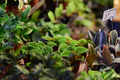 selective focus of plants potted plant teams background