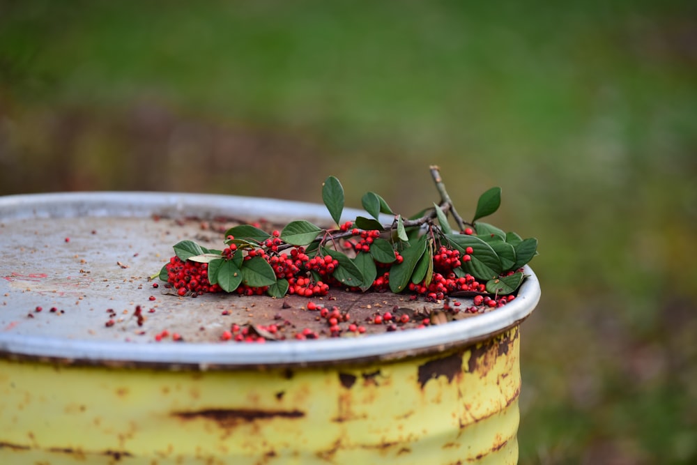 Blatt auf gelbem Behälter